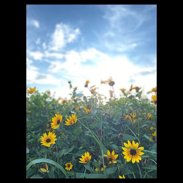 田中美麗さんのインスタグラム写真 - (田中美麗Instagram)「夏といったらやっぱりこのお花よね♡  #田中美麗  #flowers  #summer」8月23日 22時08分 - mirei_tanaka_