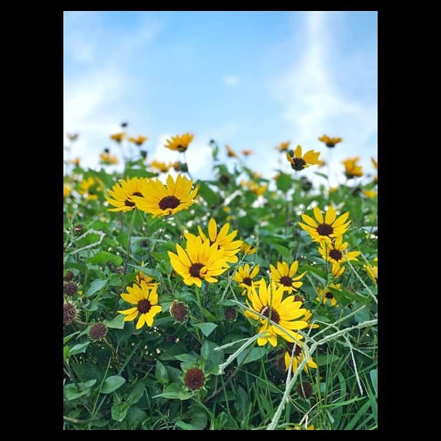 田中美麗さんのインスタグラム写真 - (田中美麗Instagram)「夏といったらやっぱりこのお花よね♡  #田中美麗  #flowers  #summer」8月23日 22時08分 - mirei_tanaka_