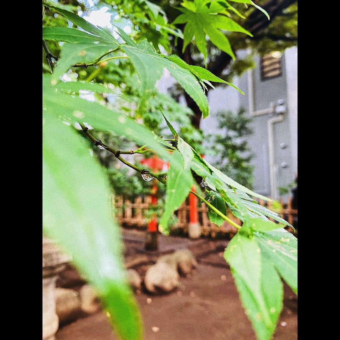 平祐奈さんのインスタグラム写真 - (平祐奈Instagram)「ときわ台 天祖神社⛩  森の番所のお隣に鎮座する神社さん。  外からみた感じはかわいらしい佇まいで鳥居を潜ると神聖な空気が流れていて氏子の皆様に愛されているなとすぐに解るくらい清らかな気持ちになりました。  中世の頃に行われていた歌占をこの時代にも体感出来るなんて…✨ 今の自分に大切な神様を教えてくださるんだとか、、！  私は芸能の神である天宇受売命でした！嬉しい。。。  歌占をなさっているのはときわ台 天祖神社さんだけみたいなので、神社好きの方にはぜひ1度訪れて頂きたいです…！  歌占をしてから今まで参拝した神社を振り返ってみると納得する部分も多々ありました。  御朱印には文人 大田南畝が描かれています。 御神木は柊でした🌿  雨は心も清めてくれている気がします🕊 #ときわ台天祖神社 #祐奈の神社日記  #御朱印」8月23日 22時19分 - yunataira_official