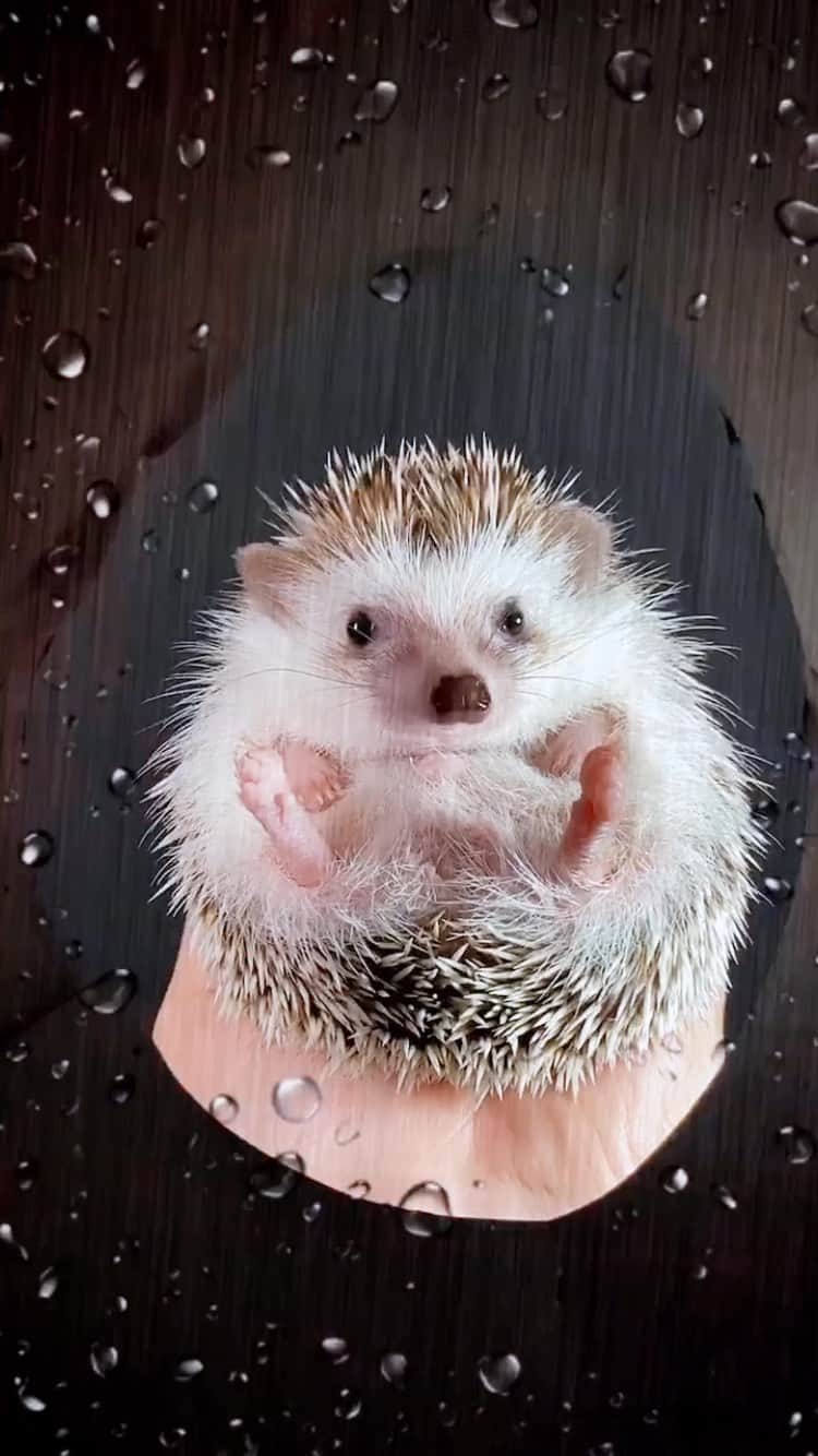 ダーシーのインスタグラム：「💃🏻Hedgie GaGa💃🏻 @ladygaga @arianagrande  渡辺直美とゆりやんのRain On Me見て号泣した😭😂 エンタメがアートの時代だね‼️✨」