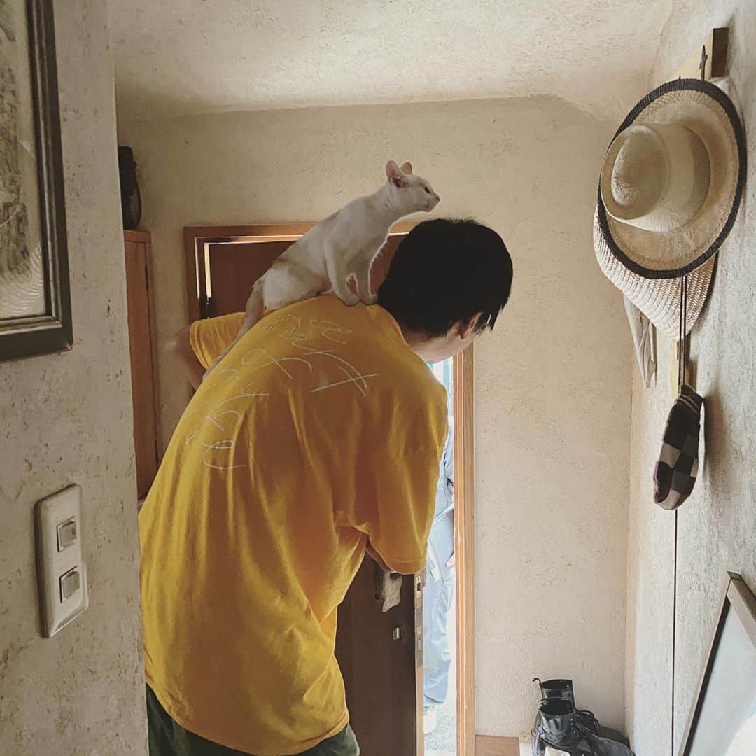 松本野々歩のインスタグラム：「もちまきが元気だった1ヶ月間は 　 子どもたちにたくさん遊んでもらったし 色んな人の腕の中で寝たし 撫でてもらったし  うちに泊まってたお客さんの 服の中に潜り込んで寝たこともあったり  やったらかわいいだろうなってことも このおもちゃで遊んでくれたら嬉しいなってのにも 全部応えたくれたな  元気がなくなってからも 亡くなる前日まで　 名前を呼ぶと　声は出なくても　 必ず返事してくれたし 別の部屋に行くとついてきてて トイレについてくる習慣は ３日前まで　どんなに寝てても ヨタヨタと　続けていた  愛嬌振りまきまくる　 もちまきでした」