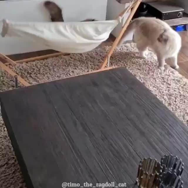 のインスタグラム：「Hammock time 🐈✨⠀ ⠀ 📹@timo_the_ragdoll_cat⠀ ⠀ #meowed #cat #meowedofficial」
