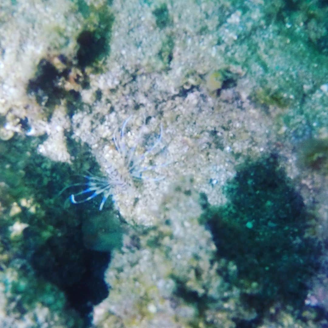 前田佳代乃さんのインスタグラム写真 - (前田佳代乃Instagram)「久しぶりの海🚤🤿 楽しかったなー✨  ちっこいミノカサゴ可愛かった！ #gopro5 #gopro #diving」8月23日 14時30分 - maedakayono