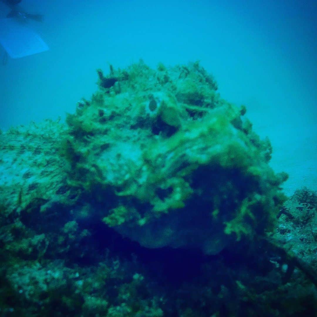 前田佳代乃さんのインスタグラム写真 - (前田佳代乃Instagram)「久しぶりの海🚤🤿 楽しかったなー✨  ちっこいミノカサゴ可愛かった！ #gopro5 #gopro #diving」8月23日 14時30分 - maedakayono