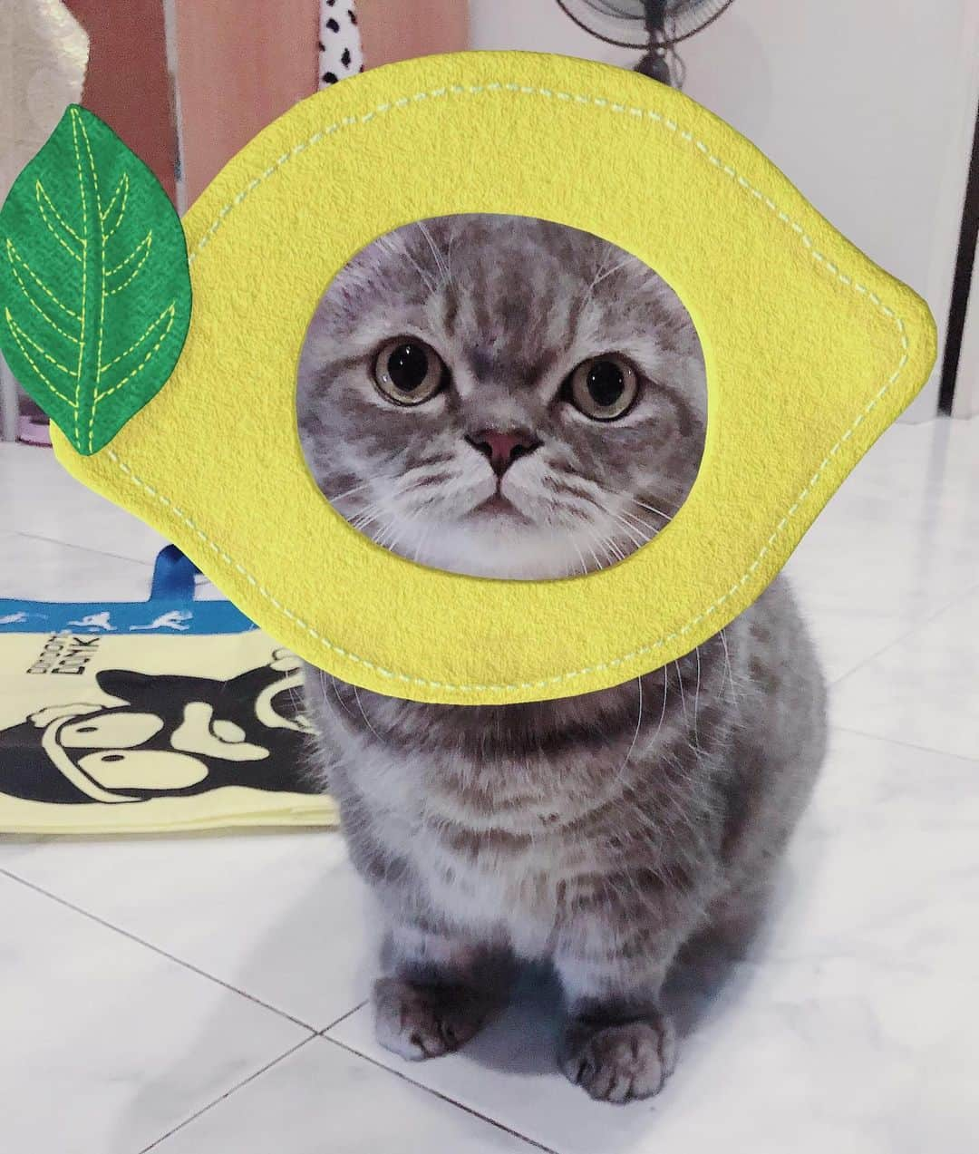 Pancakeのインスタグラム：「Life gave me a lemon today, so I made it into a cat. 🍋 #cats #cat #catsofinstagram #cats_of_instagram #sgcats #sgpets #munchkincat #munchkin #tabby #まんちかん短足 #マンチカン #猫 #ねこ  #まんちかん #catstagram」