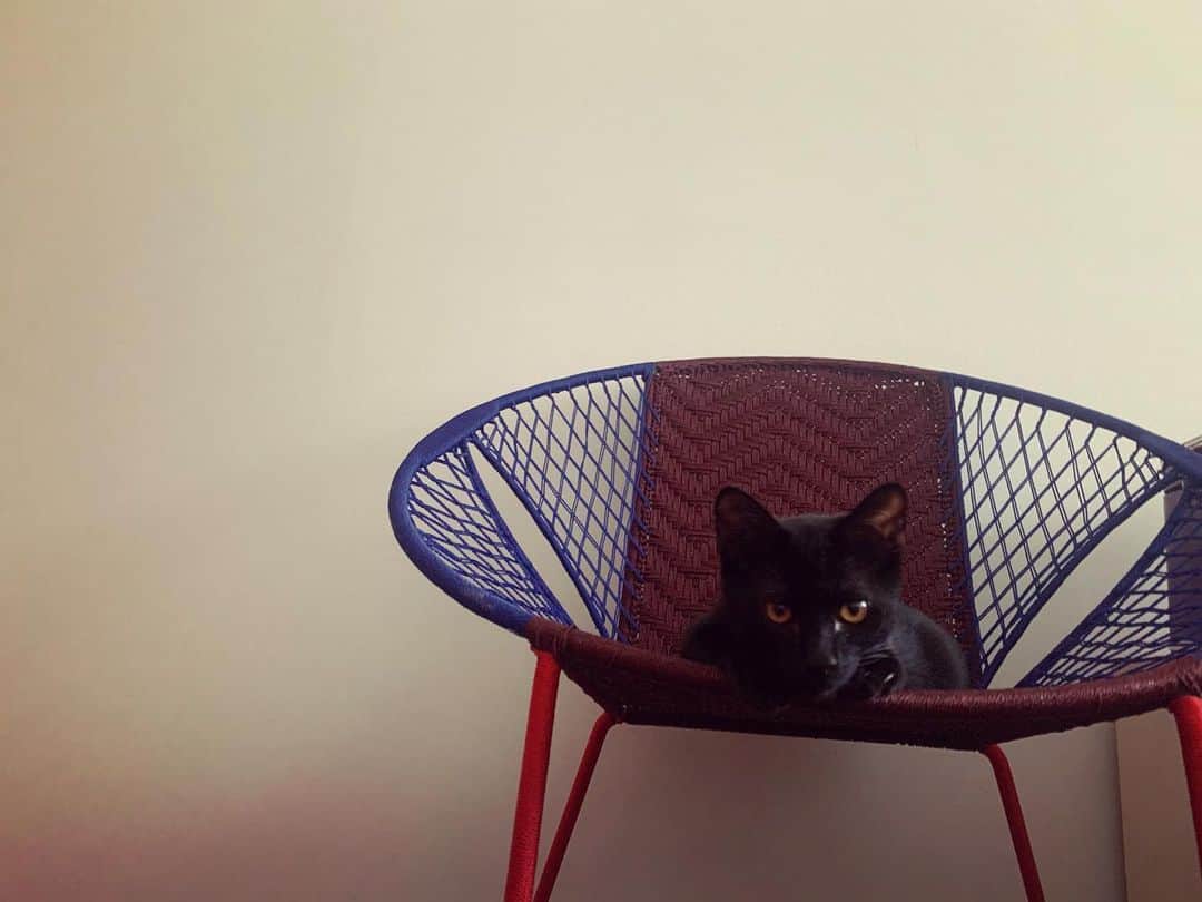 植田真梨恵さんのインスタグラム写真 - (植田真梨恵Instagram)「今し方ようやく姿をちゃんと写真に捕えられましたのでご報告させてください。 ららさんが概念に昇華してララ神(ルビ:ららしん)になって1年半。 わが家にねこなる生きものが再び巡り来てくれました。  2匹の兄弟で仔猫を迎えました。 もとは半分野良ちゃんの保護猫です。 アー写さながらなマヌ(黒)にくらべて、構われるのが好きなマヌが全写真に写り込んでくるのでヒャー(白黒)のオンリーがありませんがご容赦ください。 うちに来て1ヶ月くらいでしょうか。 ヒャーはまだぜんぜん懐きません。ようやくここまで近づけるようになりました。 マヌは肩に乗って移動するくらいの甘えたです。 はじめは2匹共にものすごく警戒がつよくて心配していたんですが、ヒャーもすこしずつ慣れてきて安心しています。 どちらも男の子です。 今後よろしくお願いします。  #マヌヒャ #マヌとヒャー #黒猫 #ハチワレ猫 #保護猫 #兄弟猫 #猫神 #概念 #uedarara」8月23日 14時51分 - u_e_d_a_m_a_r_i_e