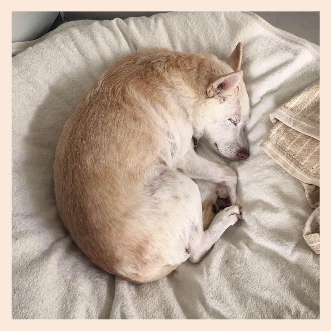 パンといっぴきのインスタグラム：「#元保護犬 #雑種犬 #crossbreed #mixdog #sleepingdog #眠る犬　#キップル14歳」