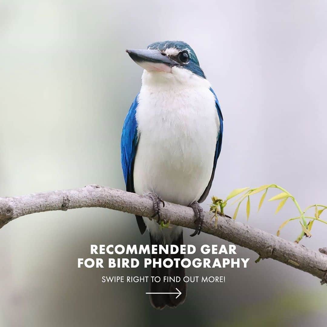 Canon Asiaのインスタグラム：「A wildlife photographer knows to have top-notch quality equipment and gear! . Get started easily with the powerful yet affordable pairing of Canon EOS R6 and RF 800mm f/11 IS STM lens! You can snap close-up photos at a safe distance with the super telephoto lens and utilise the Animal Detection AF function available in the EOS R6 for fast and accurate focusing. . A pair of Canon binoculars with Image Stabilizer (IS) technology will also come in handy for spotting these unpredictable birds 🦅 before switching to your camera to compose your shot. . #canon #canonasia #teamcanon #photography #explore #eosr6 #lens #telephoto #lowlight #birdphotography #wildlife #nature #binoculars #animals #birdwatching #birdwatchingphotography #birdsofasia」