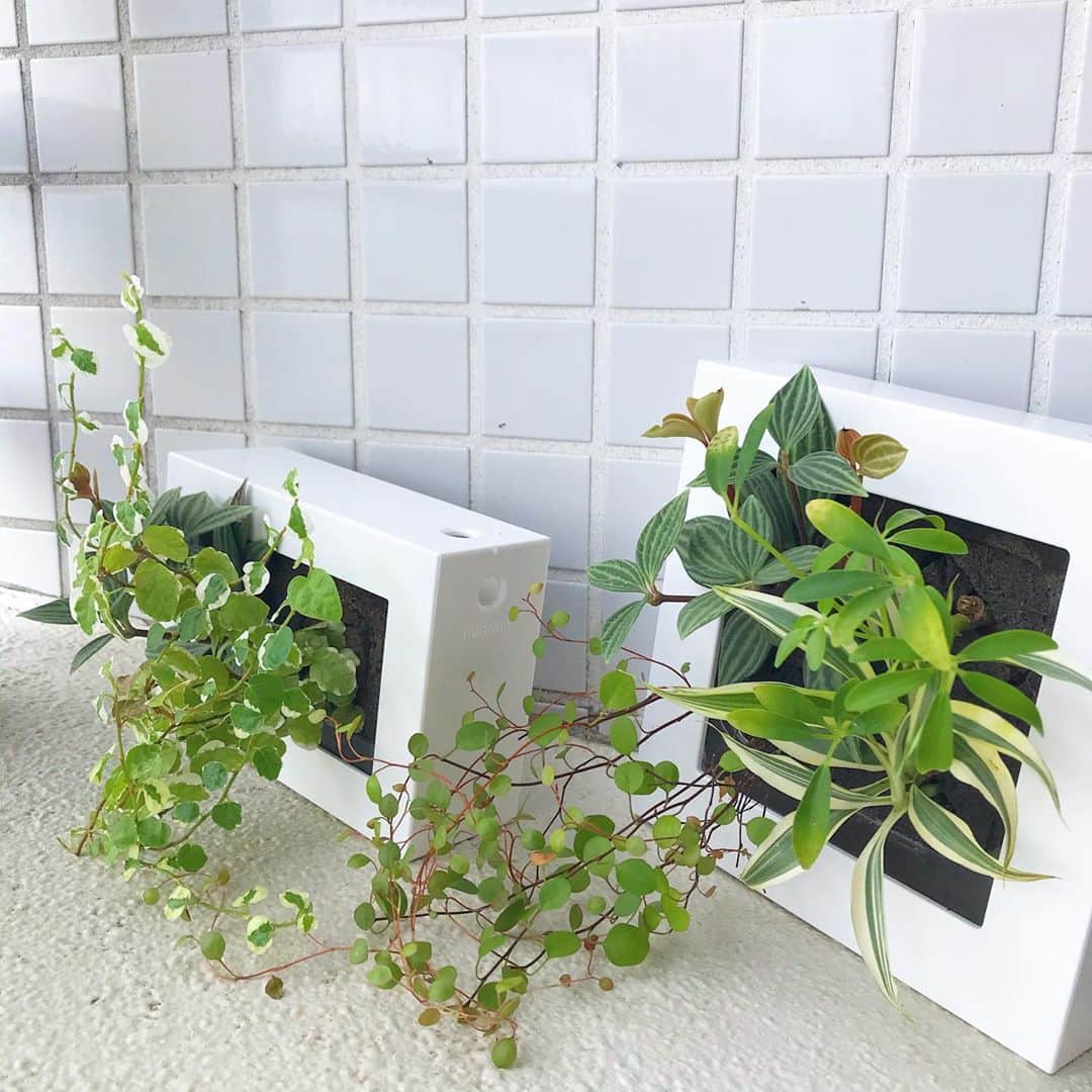 福田葉子さんのインスタグラム写真 - (福田葉子Instagram)「風通し、これが意外と難しい。高密度なマンションの部屋の中で育ててるインドアグリーンは基本的に無風。春や秋ならともかくこの暑さで窓を開けて風を通すことなどできない。よって週末にベランダで風を浴びさせるしかない。さあみんなー風の時間だよー。 無印の#壁にかけられる観葉植物 もそよそよと気持ちよさそう。 #green #plants #gardening #weekend #wind #openair #植物　#観葉植物　#風通し　#植物のある暮らし #週末　#空」8月23日 15時27分 - yoyoyokoko
