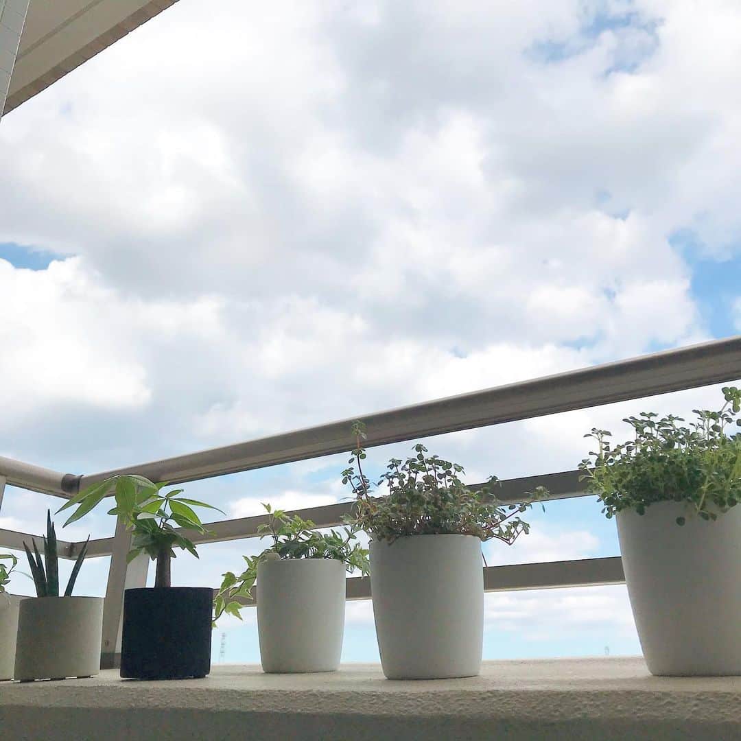 福田葉子さんのインスタグラム写真 - (福田葉子Instagram)「風通し、これが意外と難しい。高密度なマンションの部屋の中で育ててるインドアグリーンは基本的に無風。春や秋ならともかくこの暑さで窓を開けて風を通すことなどできない。よって週末にベランダで風を浴びさせるしかない。さあみんなー風の時間だよー。 無印の#壁にかけられる観葉植物 もそよそよと気持ちよさそう。 #green #plants #gardening #weekend #wind #openair #植物　#観葉植物　#風通し　#植物のある暮らし #週末　#空」8月23日 15時27分 - yoyoyokoko