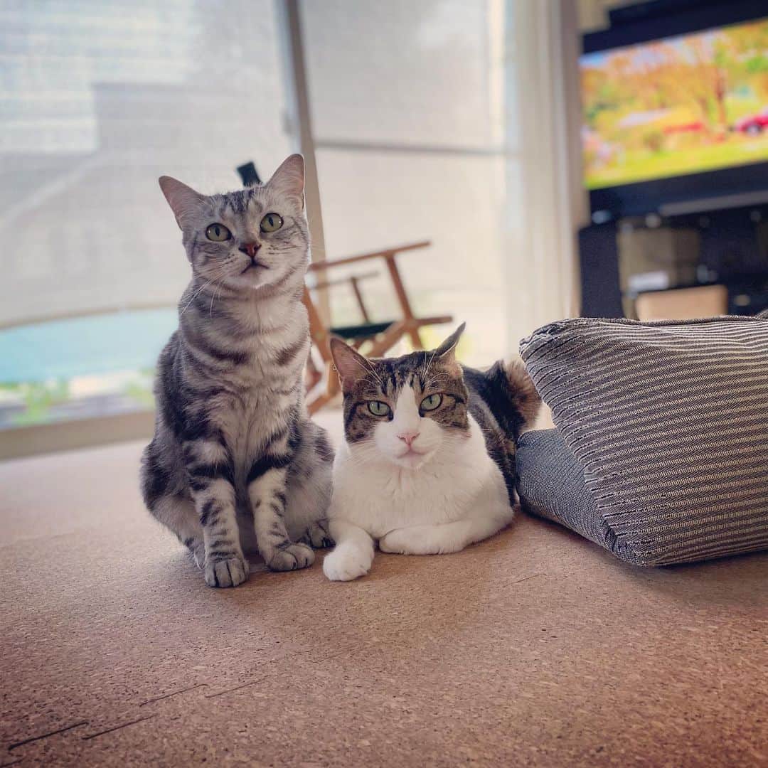 8n21のインスタグラム：「ニャつの午後  #リンとゆき  #cats #ねこ部」