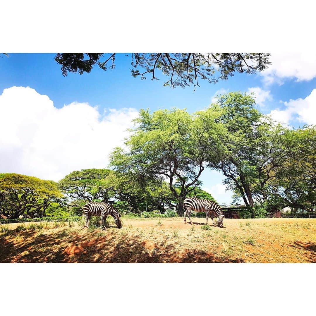 権藤朱実さんのインスタグラム写真 - (権藤朱実Instagram)「. 【Memories of Hawaii 】2017 ⚫︎ ホノルル動物園 自転車をレンタルして向かった先は『Honolulu Zoo』 大自然の中から現れる動物たちは、とっても迫力あったし♪ 敷地も広くて人もまばらなので穴場だなと♪ 是非ともまたハワイに行ける日が来たら・・・ 息子を連れて行きたい場所！！ #Hawaii #memories #travel #HonoluluZoo #vacances #vacation #honeymoon #akephoto #akeHawaii #2017 #ハワイ #オアフ島 #ホノルル動物園 #旅行 #遅めの新婚旅行 #楽しすぎた #感謝 #また行きたいな #次はいつ行けるんだろう #model #satorujapan #akemigondo  #モデル #サトルジャパン #権藤朱実 →@satorujapan_official @akemigondo ☑︎プロフィールのリンクにて、blog更新中！ My blog『ake photo』 →http://ameblo.jp/akemi-gondo/」8月23日 15時46分 - akemigondo