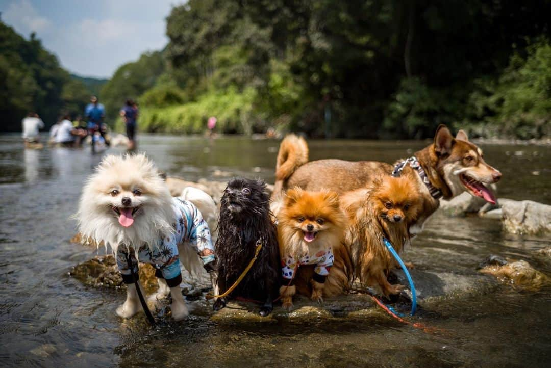 ポテチンさんのインスタグラム写真 - (ポテチンInstagram)「お水怖くなくなりましたぢょ！ 水の中でも仲良くしゅーごー！ お写真使わせていただきました。」8月23日 16時27分 - pom.potechin