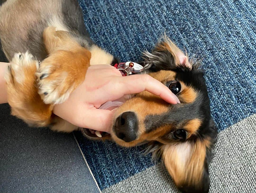 ❃ren❃さんのインスタグラム写真 - (❃ren❃Instagram)「娘の手にしがみついてジャレついてるこっちゃん¨̮♡︎ 今日は娘がいるから楽しそう♫︎ こっちゃん良かったね♥︎︎∗︎*ﾟ ＊ いつも見ていただきありがとうございます♡ ＊ #娘がいるから楽しそう #ずっとべったり #私は楽ちん #うちのモデル犬 #琥珀#こはく#こっちゃん#ビビリ犬#暴れん坊#ブラックタンダックス#ダックス#ミニチュアダックス#ミニチュアダックスフンド#短足部#チームぶさ顔#わんこ写真#dog#dachshund  #レオン大好きだよ」8月23日 16時40分 - ren1008