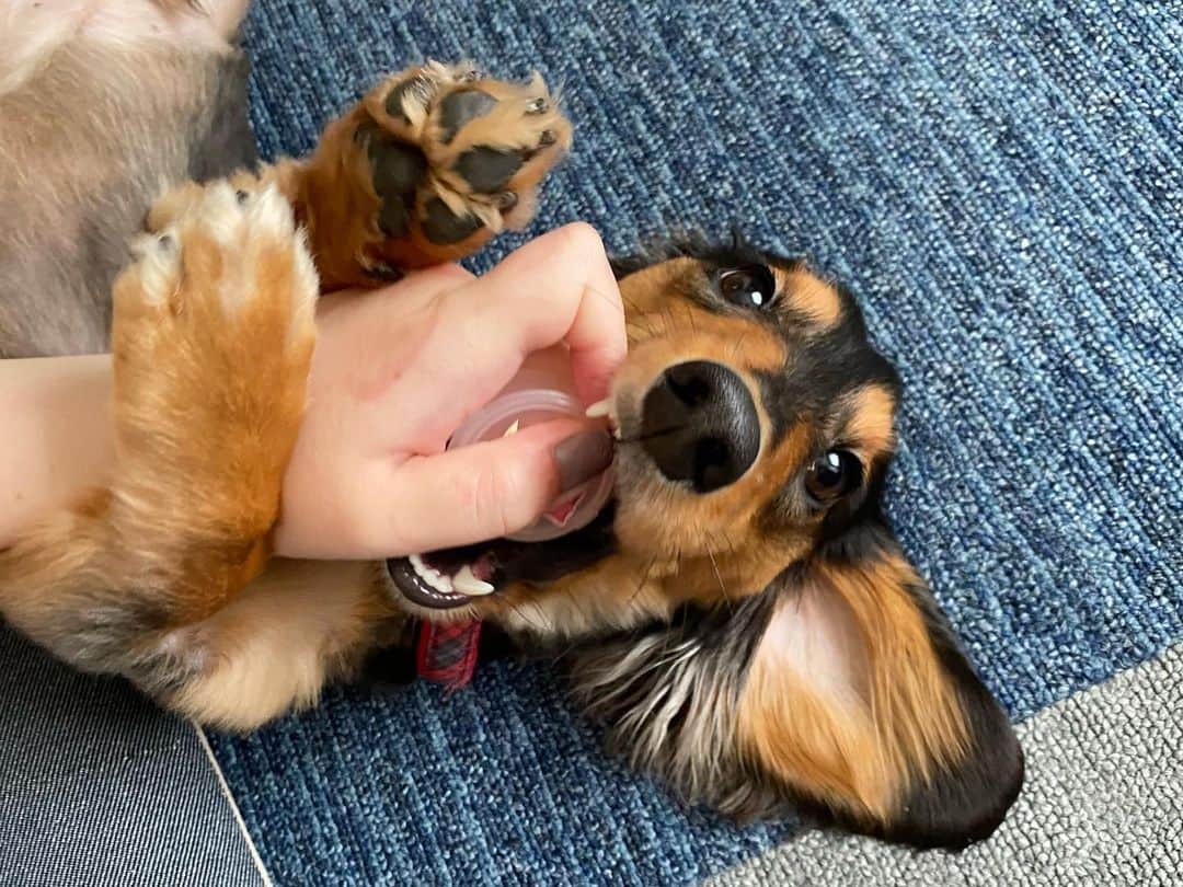 ❃ren❃さんのインスタグラム写真 - (❃ren❃Instagram)「娘の手にしがみついてジャレついてるこっちゃん¨̮♡︎ 今日は娘がいるから楽しそう♫︎ こっちゃん良かったね♥︎︎∗︎*ﾟ ＊ いつも見ていただきありがとうございます♡ ＊ #娘がいるから楽しそう #ずっとべったり #私は楽ちん #うちのモデル犬 #琥珀#こはく#こっちゃん#ビビリ犬#暴れん坊#ブラックタンダックス#ダックス#ミニチュアダックス#ミニチュアダックスフンド#短足部#チームぶさ顔#わんこ写真#dog#dachshund  #レオン大好きだよ」8月23日 16時40分 - ren1008