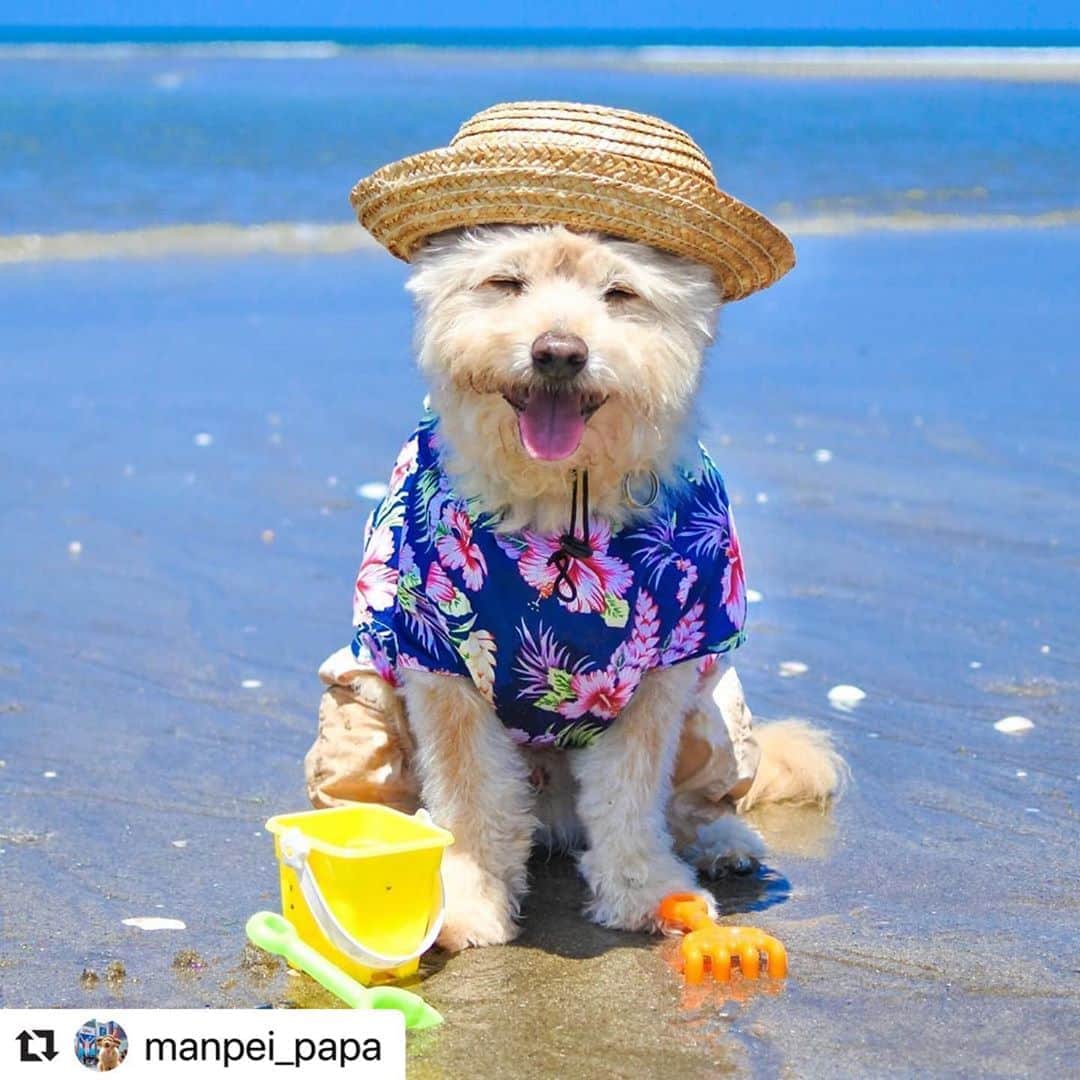のインスタグラム：「#スタペグラム  にご投稿いただいた画像をリポスト✨  ステキな表情です😄👏夏休み満喫中💭🐠  #Repost @manpei_papa with @make_repost ・・・ 今日は、潮干狩り🐚  波打ち際で潮風を感じながら潮干狩りを 楽しんできたよ🎶  #ぼくのなつやすみ #潮干狩り #夏が好き #海が好き  #毎日が笑顔で溢れてる #まんぺい  #どんどん鹿児島 #あにまらぼ笑顔祭」
