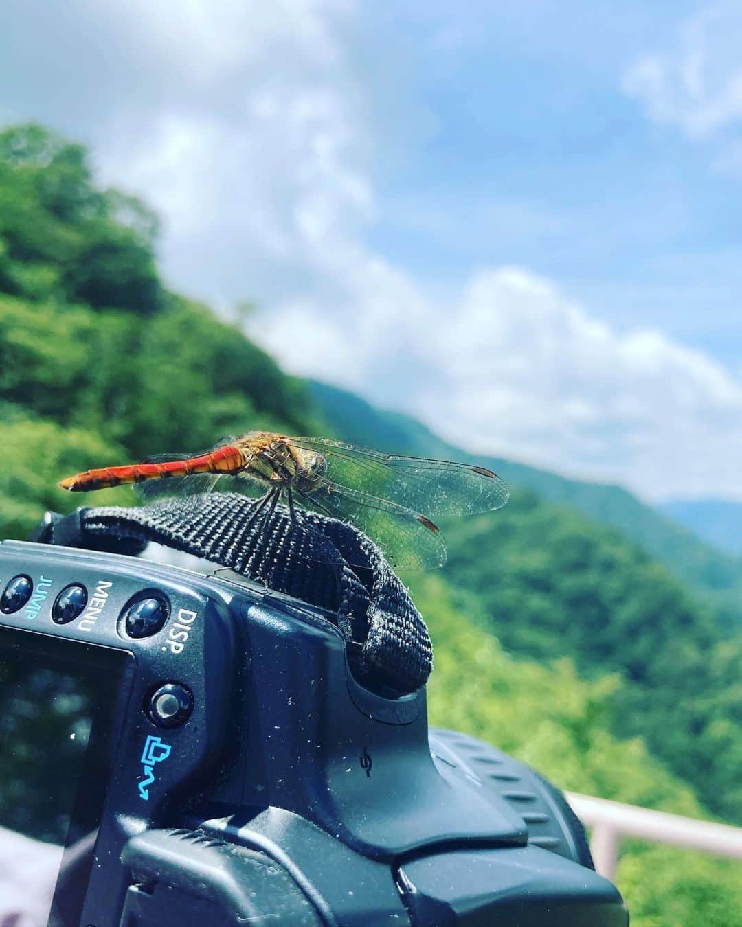 森本さやかさんのインスタグラム写真 - (森本さやかInstagram)「#とんぼ 🍭🐌 指とカメラに止まった☝🏼 #dragonfly」8月23日 17時02分 - sayakamorimoto1011