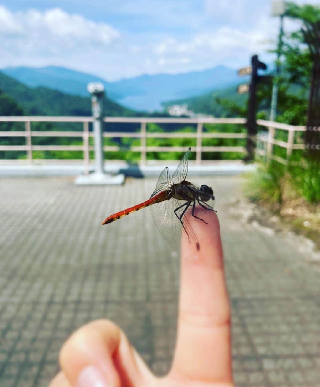 森本さやかさんのインスタグラム写真 - (森本さやかInstagram)「#とんぼ 🍭🐌 指とカメラに止まった☝🏼 #dragonfly」8月23日 17時02分 - sayakamorimoto1011