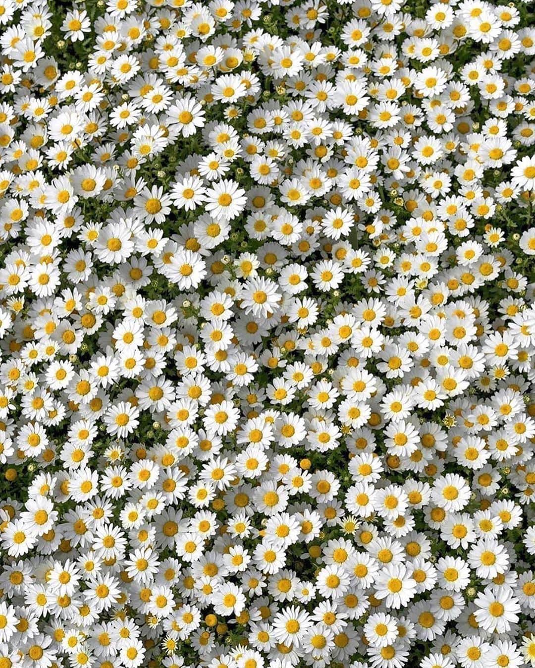 Canon Photographyさんのインスタグラム写真 - (Canon PhotographyInstagram)「An ocean full of flowers 🌸  Photography // @muratate.s Curated by @steffeneisenacher  #daisies #daisy #flowers #flowersofinstagram #summerfeeling」8月23日 17時08分 - cpcollectives