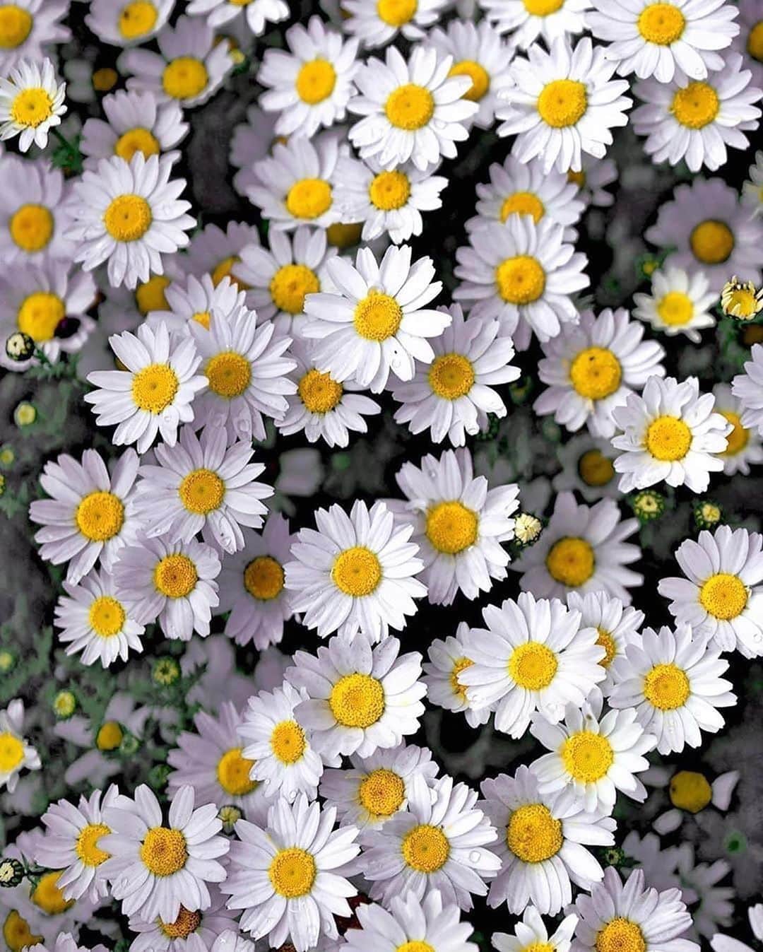 Canon Photographyさんのインスタグラム写真 - (Canon PhotographyInstagram)「An ocean full of flowers 🌸  Photography // @muratate.s Curated by @steffeneisenacher  #daisies #daisy #flowers #flowersofinstagram #summerfeeling」8月23日 17時08分 - cpcollectives