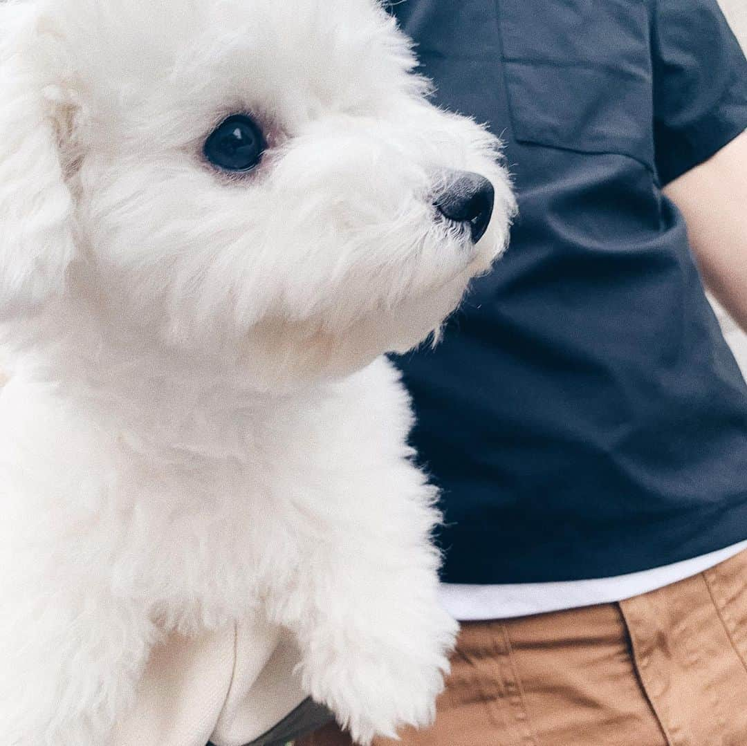 さえりさんのインスタグラム写真 - (さえりInstagram)「そろそろ6ヶ月になる犬です🐶  おつきちゃんはあっという間に3.7キロに🌷我が家に来た4ヶ月前は1キロにも満たなかったのにお犬の成長は早い。賢くなって、いろいろ覚えて大人になって、うれしくてさみしい。 もっとゆっくり大きくなってね、と毎日伝えているけど、時に逆らうなんて無意味なことだと知っているおつきは全然聞いてない😢まいにちを味わってすごします🌷」8月23日 22時55分 - n908sa