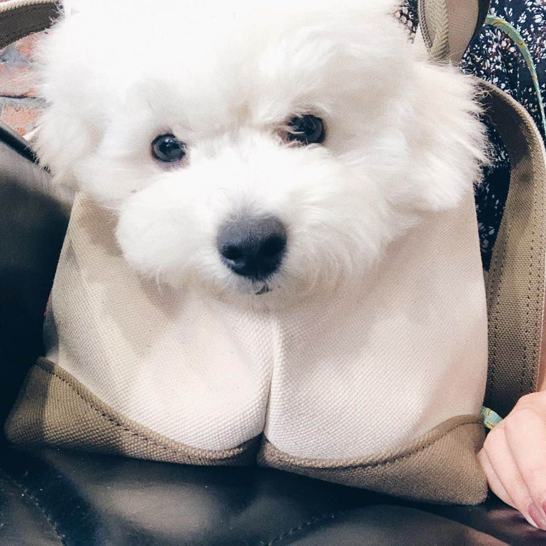 さえりさんのインスタグラム写真 - (さえりInstagram)「そろそろ6ヶ月になる犬です🐶  おつきちゃんはあっという間に3.7キロに🌷我が家に来た4ヶ月前は1キロにも満たなかったのにお犬の成長は早い。賢くなって、いろいろ覚えて大人になって、うれしくてさみしい。 もっとゆっくり大きくなってね、と毎日伝えているけど、時に逆らうなんて無意味なことだと知っているおつきは全然聞いてない😢まいにちを味わってすごします🌷」8月23日 22時55分 - n908sa