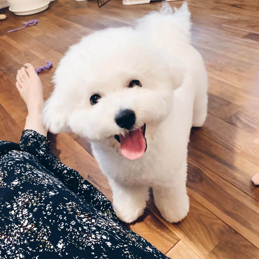 さえりさんのインスタグラム写真 - (さえりInstagram)「そろそろ6ヶ月になる犬です🐶  おつきちゃんはあっという間に3.7キロに🌷我が家に来た4ヶ月前は1キロにも満たなかったのにお犬の成長は早い。賢くなって、いろいろ覚えて大人になって、うれしくてさみしい。 もっとゆっくり大きくなってね、と毎日伝えているけど、時に逆らうなんて無意味なことだと知っているおつきは全然聞いてない😢まいにちを味わってすごします🌷」8月23日 22時55分 - n908sa