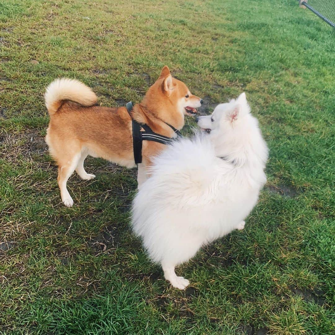 Shibainu Pontaのインスタグラム