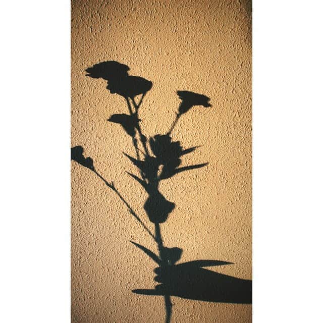 IVANさんのインスタグラム写真 - (IVANInstagram)「* ❀✵❀✵❀✵❀✵❀  かけがえのない人間であるためには人と違っていなければならない。   ココ・シャネル  ٭•。❁。.*･ﾟ　.ﾟ･*.❁。.*･٭•。❀  #sunday#flowers#shadow#love #たまに読む本に頷く夕方♥ #夕陽に紛れたお花」8月23日 18時12分 - fresanaca