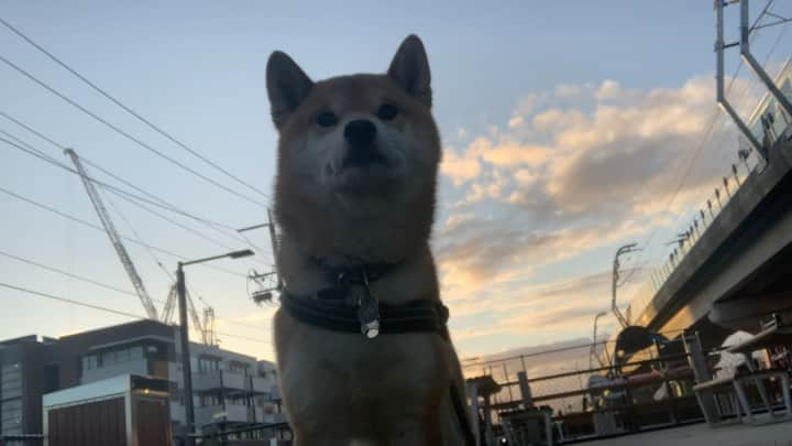 Shibainu Pontaのインスタグラム