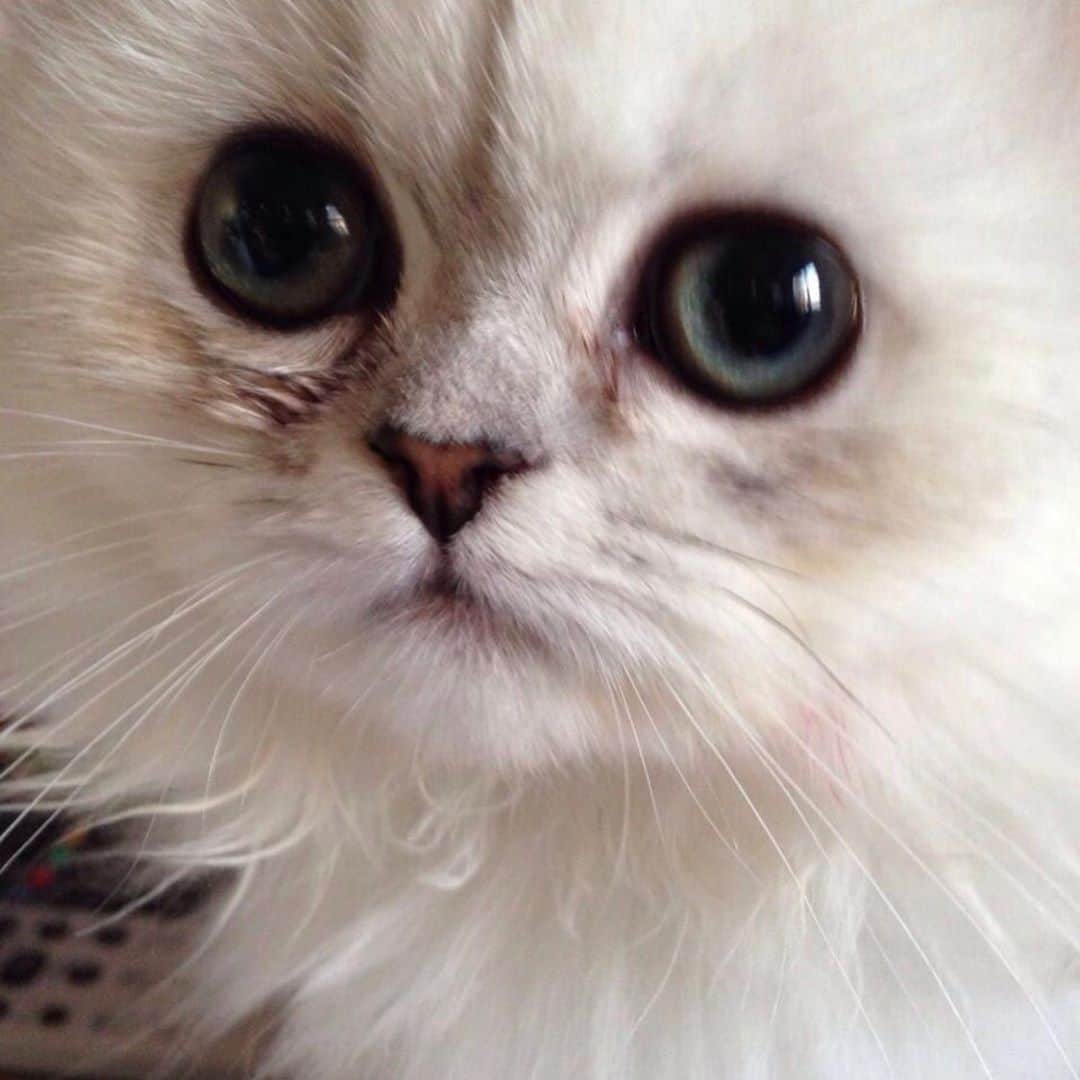 のインスタグラム：「チャミさん今日で7歳🧸✨」