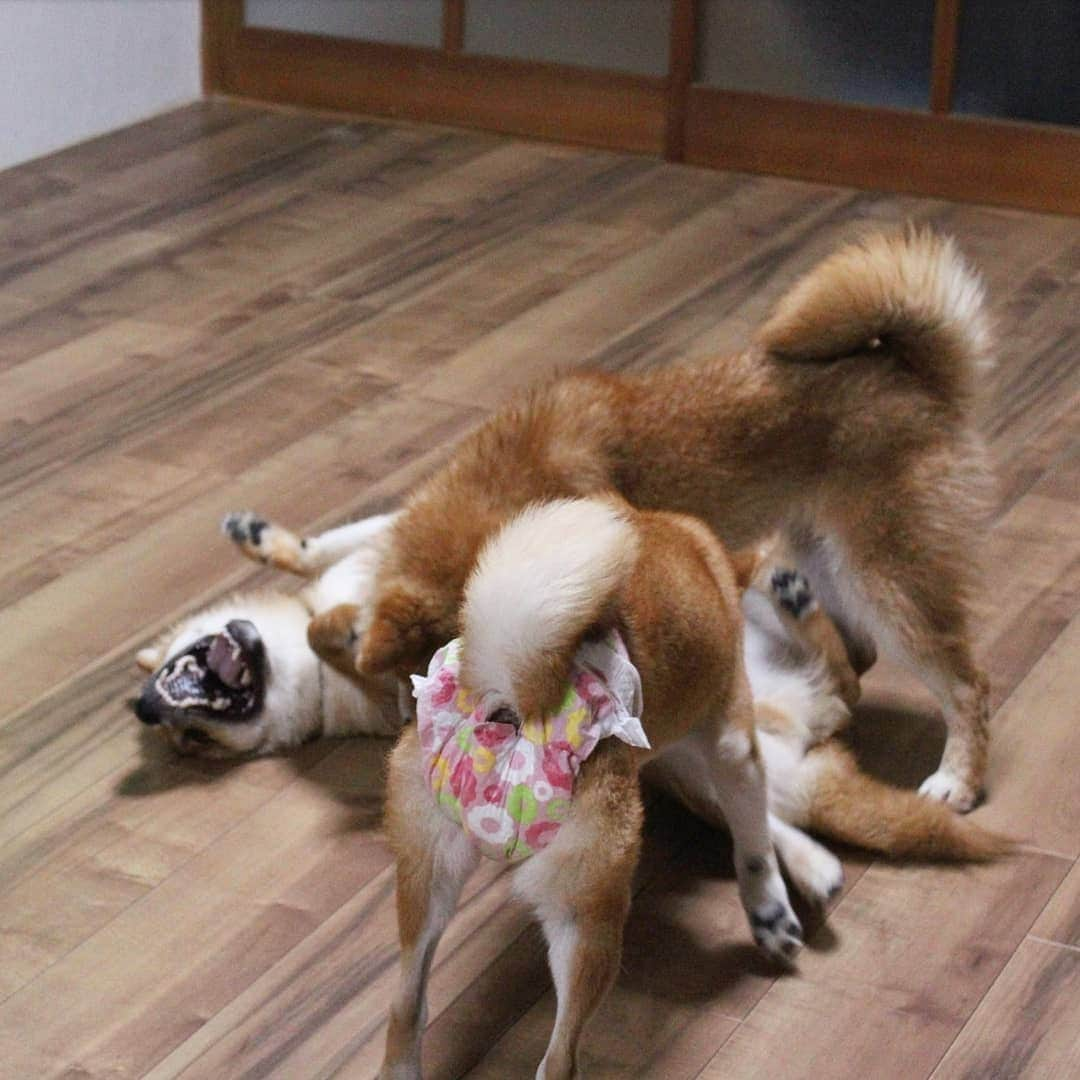 柴犬たま Shibainu Tamaさんのインスタグラム写真 - (柴犬たま Shibainu TamaInstagram)「トロ VS ウニ💥﻿ トロが優勢か⁉️ウニやられ顔🙈﻿ ﻿ しかしミケママのオムツに目がいってしまう😂😂﻿ ﻿﻿﻿ Caption trans🇬🇧﻿﻿﻿ Toro and Uni fight💥 Toro seems to have the upper hand⁉️ while Uni is losing🙈﻿ But instead of them, you see Meekeh's diaper in the foreground😂😂﻿ ﻿﻿﻿ #たま家族 #柴犬ミケ #ミケママ #柴犬トロ #柴犬ウニ #おしゅし兄弟 #仲良し兄弟 #ワンプロ #喧嘩するほど仲が良い #やられ顔 #プリケツ #ヒート中 #おむつ #オムツ #おむつ姿 #オムツ姿 #しっぽモフモフ﻿ #柴犬 #shiba #shibainu #shibastagram #犬 #dog #柴犬子犬 #子犬 #shibapuppy #shibainupuppy #puppy #多頭飼い」8月23日 18時32分 - tama7653