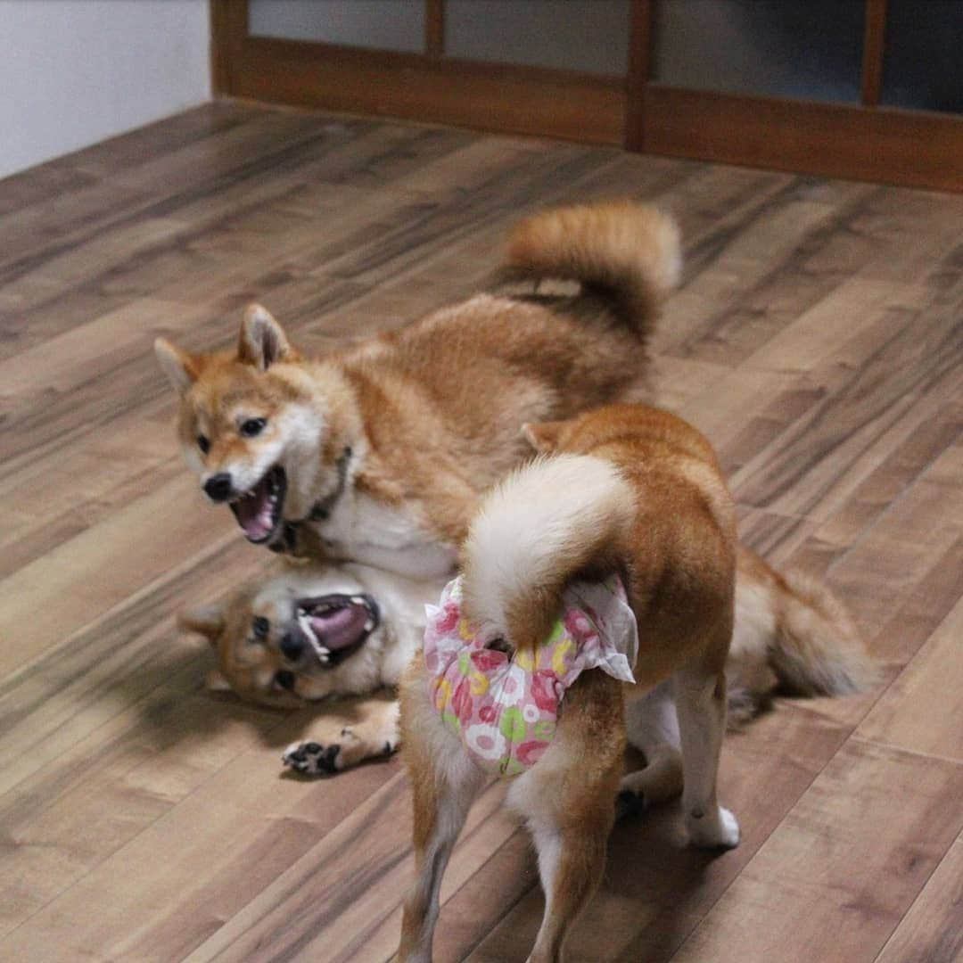 柴犬たま Shibainu Tamaさんのインスタグラム写真 - (柴犬たま Shibainu TamaInstagram)「トロ VS ウニ💥﻿ トロが優勢か⁉️ウニやられ顔🙈﻿ ﻿ しかしミケママのオムツに目がいってしまう😂😂﻿ ﻿﻿﻿ Caption trans🇬🇧﻿﻿﻿ Toro and Uni fight💥 Toro seems to have the upper hand⁉️ while Uni is losing🙈﻿ But instead of them, you see Meekeh's diaper in the foreground😂😂﻿ ﻿﻿﻿ #たま家族 #柴犬ミケ #ミケママ #柴犬トロ #柴犬ウニ #おしゅし兄弟 #仲良し兄弟 #ワンプロ #喧嘩するほど仲が良い #やられ顔 #プリケツ #ヒート中 #おむつ #オムツ #おむつ姿 #オムツ姿 #しっぽモフモフ﻿ #柴犬 #shiba #shibainu #shibastagram #犬 #dog #柴犬子犬 #子犬 #shibapuppy #shibainupuppy #puppy #多頭飼い」8月23日 18時32分 - tama7653