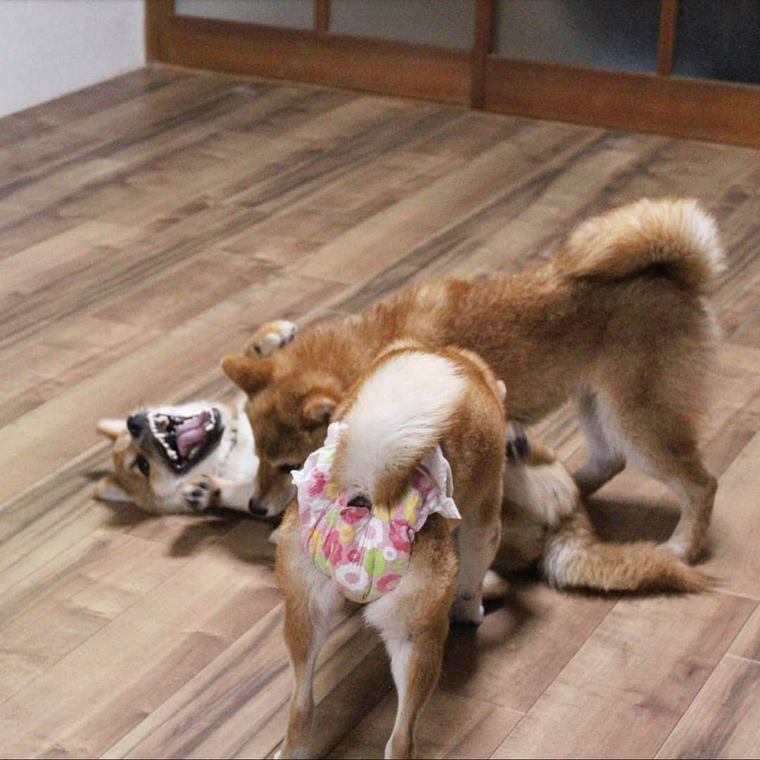 柴犬たま Shibainu Tamaさんのインスタグラム写真 - (柴犬たま Shibainu TamaInstagram)「トロ VS ウニ💥﻿ トロが優勢か⁉️ウニやられ顔🙈﻿ ﻿ しかしミケママのオムツに目がいってしまう😂😂﻿ ﻿﻿﻿ Caption trans🇬🇧﻿﻿﻿ Toro and Uni fight💥 Toro seems to have the upper hand⁉️ while Uni is losing🙈﻿ But instead of them, you see Meekeh's diaper in the foreground😂😂﻿ ﻿﻿﻿ #たま家族 #柴犬ミケ #ミケママ #柴犬トロ #柴犬ウニ #おしゅし兄弟 #仲良し兄弟 #ワンプロ #喧嘩するほど仲が良い #やられ顔 #プリケツ #ヒート中 #おむつ #オムツ #おむつ姿 #オムツ姿 #しっぽモフモフ﻿ #柴犬 #shiba #shibainu #shibastagram #犬 #dog #柴犬子犬 #子犬 #shibapuppy #shibainupuppy #puppy #多頭飼い」8月23日 18時32分 - tama7653