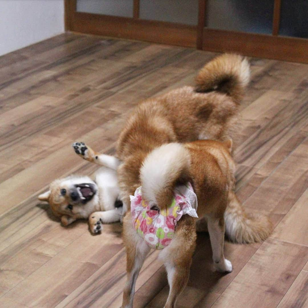 柴犬たま Shibainu Tamaさんのインスタグラム写真 - (柴犬たま Shibainu TamaInstagram)「トロ VS ウニ💥﻿ トロが優勢か⁉️ウニやられ顔🙈﻿ ﻿ しかしミケママのオムツに目がいってしまう😂😂﻿ ﻿﻿﻿ Caption trans🇬🇧﻿﻿﻿ Toro and Uni fight💥 Toro seems to have the upper hand⁉️ while Uni is losing🙈﻿ But instead of them, you see Meekeh's diaper in the foreground😂😂﻿ ﻿﻿﻿ #たま家族 #柴犬ミケ #ミケママ #柴犬トロ #柴犬ウニ #おしゅし兄弟 #仲良し兄弟 #ワンプロ #喧嘩するほど仲が良い #やられ顔 #プリケツ #ヒート中 #おむつ #オムツ #おむつ姿 #オムツ姿 #しっぽモフモフ﻿ #柴犬 #shiba #shibainu #shibastagram #犬 #dog #柴犬子犬 #子犬 #shibapuppy #shibainupuppy #puppy #多頭飼い」8月23日 18時32分 - tama7653