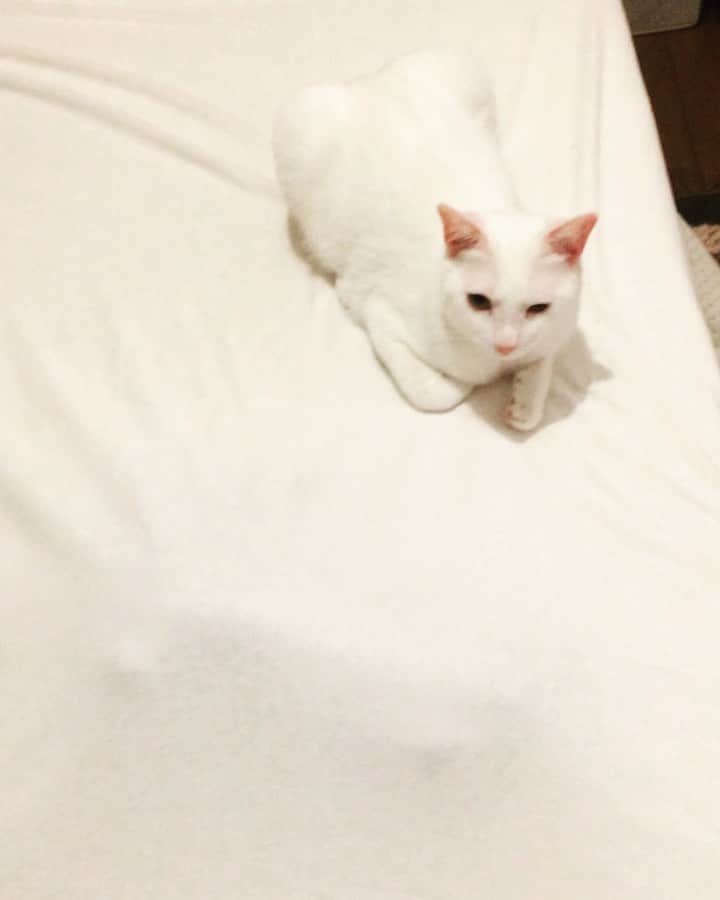 岡田屋鉄蔵のインスタグラム：「ベッドメイクの途中でトイレ行って戻ってきたらコレ。…どうやって潜り込んだの」