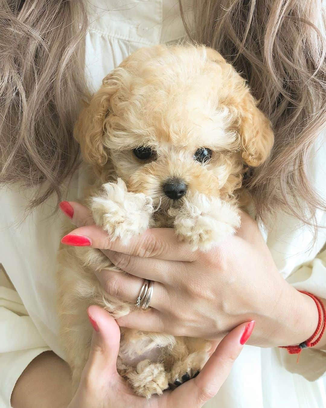 AYUMIさんのインスタグラム写真 - (AYUMIInstagram)「♡ ・ MUGI🐶生後2ヶ月 初めてムギに会った日 ・ 完全なる一目惚れした日 ・ そして そのまま連れて帰るの巻き ・ 笑 ・ ・ ちょっと こっから重い話になるから気をつけて ↓↓↓↓↓↓↓↓ 4日前まで娘の作ったドラえもんの顔出しパネルに顔出してワロてたムギ🐶ちゃん ・ 娘と一緒に遊んでたムギ🐶 娘に一切悪気はナイ ・ 一瞬の出来事でした ・ 遊んでる最中 ムギ🐶の後ろ右足に 自分の手が絡まったから 遊んでる最中って事もあって 勢い良く手を抜いてしまった娘 ・ そしたら いつもワンともスンとも言わない 基本的に声を出す事のないムギが ・ キャン キャン キャン キャン キャン ・ と ・ 聞いた事ない声を上げ もう歩けない状態になりました ・ そして 急いで かかりつけ医に行く事に ・ かかりつけ医でレントゲン 股関節の動き 膝の位置 全部診てもらい かかりつけ医は 今の所、膝も股関節も足指も問題ないから おそらく捻挫の様な事でしょう と そして しばらく様子みましょうと ・ 次の日 抱っこした時に足の骨がポキって鳴った？ ・ 昨日より確実に歩けない状態 ・ 明らかに おかしい ・ とにかく ネットで犬の整形に強い病院を探し 別の病院に連れて行く事に ・ そして 触診で 獣医さん『膝のお皿の位置がおかしい。』 と ・ そしてレントゲン撮影 ・ 獣医さん『お母さん、靭帯まで伸びてしまっていて外科的な手術しかムギちゃんの足を治す事は残念ながらできない。』 ・ ・ 頭 真っ白 ・ ・ そして 娘はムギちゃんの人生むちゃくちゃにしてしまった😭と 泣いてしまい ・ 来週ムギは 手術する事になりました ・ 今は痛み止めの薬飲んでるから 痛みは、なさそうで いつも通りにしています ・ 小さいワンちゃん飼ってると このような 事故は多々あると言われたけど ・ 全身麻酔して 膝削って 靭帯を修復して その後 ちゃんと回復できるのか 不安しかない ・ フォロワーさんで 飼っているペットが足などの手術で 無事にいつも通りに歩けるようなったよ など あったらコメント下さい😭 ・ あぁ 不安 ・ ムギが全身麻酔から目を覚ますのか 不安 ・ ・ 泣 ・ ・ 急に重い話になって ごめんね ・ ・ みんなの大切なペットが ずっと元気で家族と暮らせますように ・ ・ #ムギ#パピー#生後2ヶ月#ティーカッププードル」8月23日 18時56分 - suzuchan1206