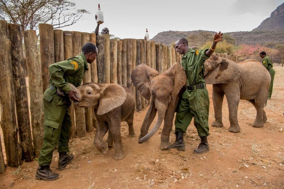 National Geographic Travelさんのインスタグラム写真 - (National Geographic TravelInstagram)「Photo by @amivitale  It’s mealtime for the elephants at Reteti Elephant Sanctuary (@r.e.s.c.u.e) in northern Kenya. Wildlife keepers Mike and Leleruk feed elephants in the foreground, while Aron hands over more bottles and Naomi feeds in the background. The keepers were recruited from the Namunyak Wildlife Conservancy area and have been especially successful at returning lost elephant calves to their family herds. Reteti is the first sanctuary owned and managed by the community in Africa and the culmination of a two-decade shift toward community-driven conservation. Protecting animals for—and not just from—people is creating new economies and conserving the full ecosystem. Please follow @amivitale and @r.e.s.c.u.e to support and learn more about these initiatives. @conservationorg @kenyawildlifeservice @sandiegozoo @tusk_org @thephotosociety #protectelephants #elephants #stoppoaching #kenya #worthmorealive」8月23日 19時03分 - natgeotravel