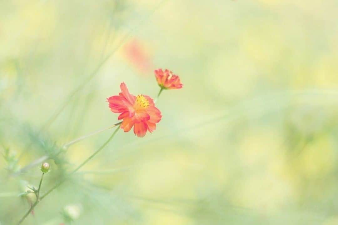 花の写真館のインスタグラム：「Photo by @n__aru3.⠀ https://instagram.com/n__aru3/⠀ .⠀ Original Post[投稿いただいたURL]⠀ https://www.instagram.com/p/CDi6qcyJxHo/⠀ .⠀ 本アカウントは、 #私の花の写真 をつけてInstagramに投稿された皆さまの花の写真や、「花の写真館」Facebookページで投稿された花の写真を紹介します。⠀ 「花の写真館」Facebookページは、「 @floral.photograph 」のプロフィールにあるURLからご覧ください。⠀ .⠀ ※各自、政府、自治体など公的機関の指示に従った行動をお願いします。⠀⠀ 東京カメラ部および分室では、写真を「見る楽しみ」を提供することを通して、微力ながら皆様にわずかな時間でも癒しをお届けしたいと思っております。⠀ ※本アカウントは東京カメラ部がFacebook、Instagramのサービスを利用して運営しているもので、Facebook社・Instagramとは一切関係ありません。⠀ .⠀ #花の写真館 #floralphotograph #floralphoto #flower #flowers⠀ Follow: @floral.photograph」