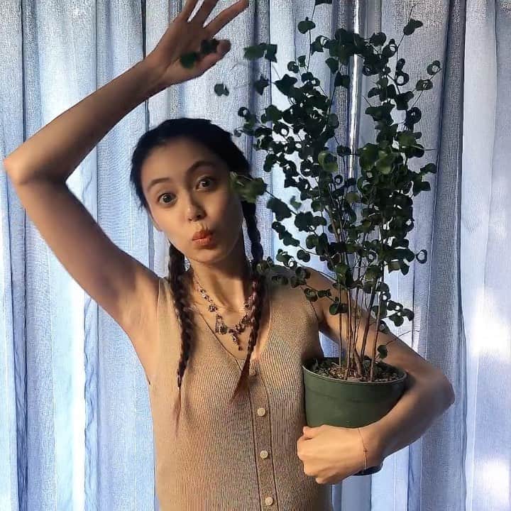 のインスタグラム：「♡ ベンジャミン・バロック ・ ・ 鉢替えをしたら 少し元気がなくなってしまったの。 ・ 毎日頑張れ！って声かけてます！ ・ ・ 大好き❤ ・ ・ ・ #1日1大好き #優美 #ゆうみ #me #昭和感 #大好き #ダイスキ #daisuki #love #❤️ #ベンジャミンバロック #観葉植物」