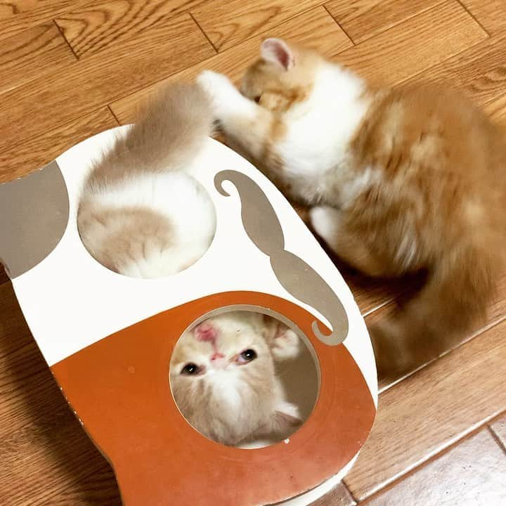 こちょねこ父さんのインスタグラム