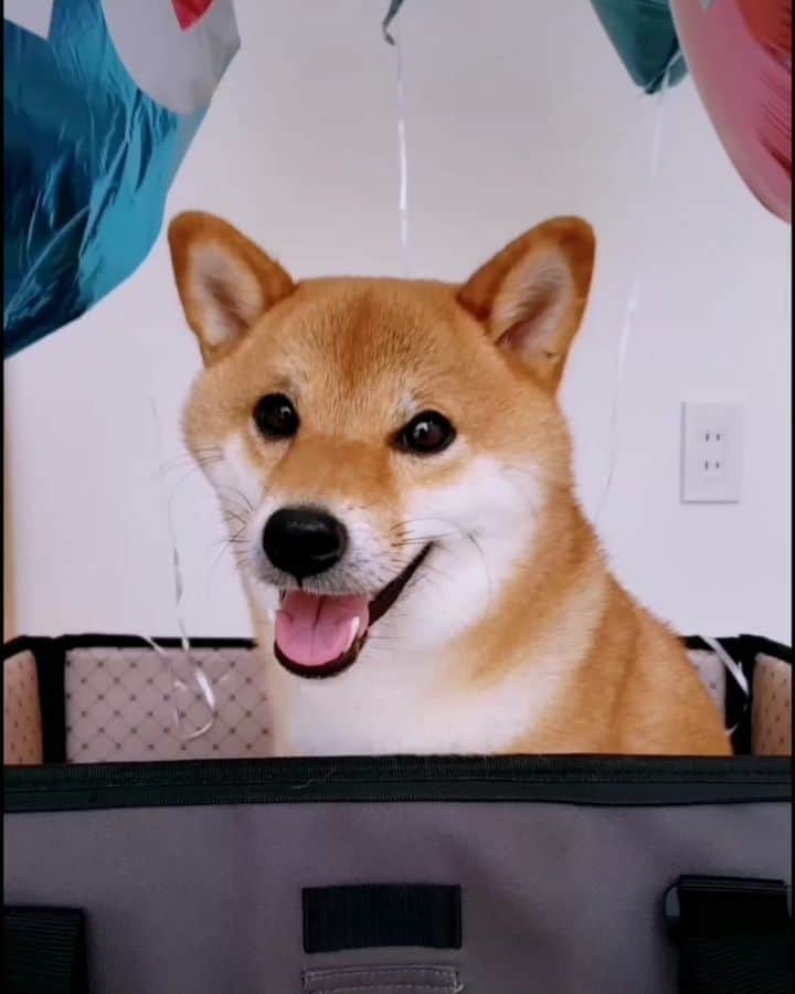 のインスタグラム：「surprising my dog🐶🎈 願いを叶えるよ✨風船編🎈 . 明日8月24日(月)19時半〜 NHK『もふもふモフモフ』 に出演予定です📺 お時間ありましたらぜひご覧ください🐶❤️ . #柴犬コマリ #柴犬 #日本犬 #いぬのきもち #pecoいぬ部 #pecotv #shiba #shibainu #shibalove #shibastagram #shibesiteoflife #thedailyshibainu #theshibasociety #shiba_snap @9gag @barked」
