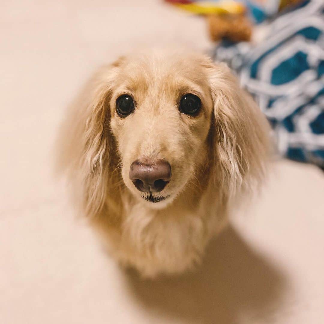 BETTYのインスタグラム：「* Took a bath🛀  お風呂に入れました〜… ベティは10年生きてきてますが、 お店に出したのは3回くらい。 爪切りだけも4回くらい。 毎回飼い主は死ぬほど疲れるぅ〜😅」