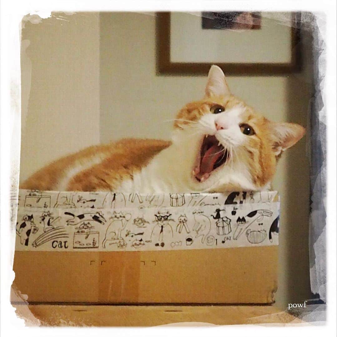 anemone_69のインスタグラム：「. #あくび猫 . #ハカセとキョウジュ #茶トラ白 #茶白 #cat #猫 #保護猫 . #DreamCanvas_powf . . .」
