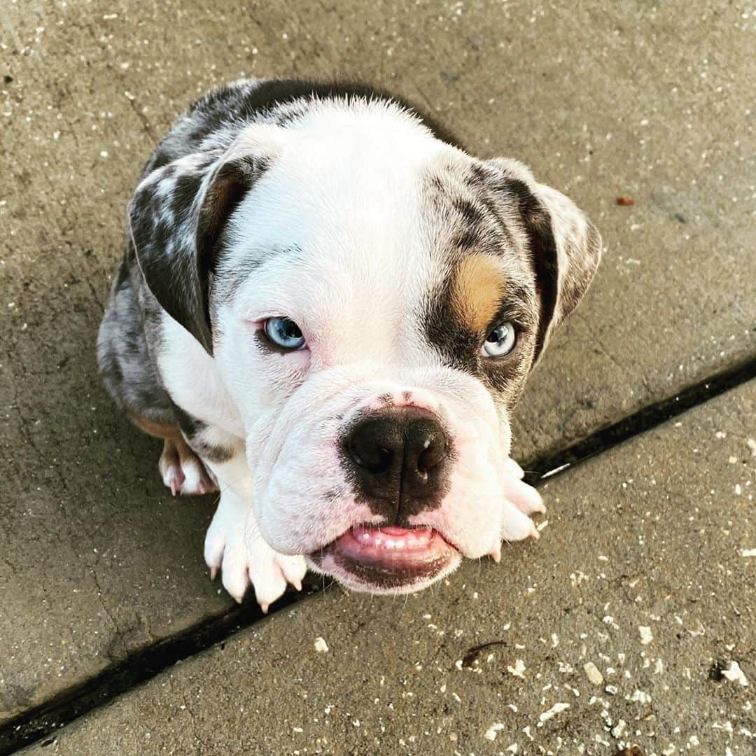 ヤンデルのインスタグラム：「Buenos dias! 🐶☀️」