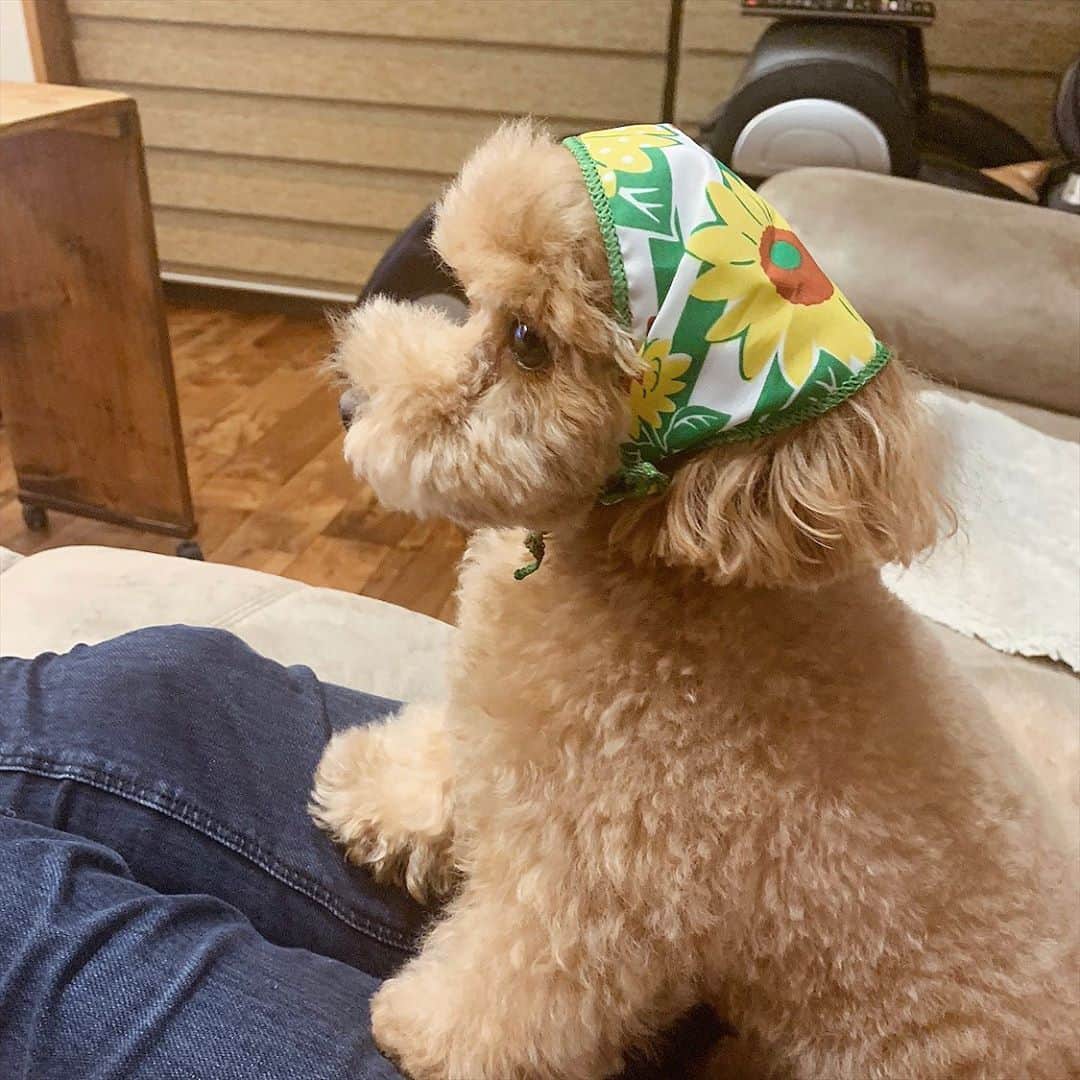 野村明日香のインスタグラム：「﻿ ﻿ 給食のおばちゃん風🐶👏🏻👏🏻﻿ ﻿ 絶賛犬バカ中🤦🏻‍♀️💚﻿ ﻿ ﻿ #愛犬 #プードル #タイニープードル #ティーカッププードル #アプリコット #てんと #子犬 #トイプー #いぬすたぐらむ #ペット #犬のいる暮らし #愛犬との暮らし #いぬのきもち」