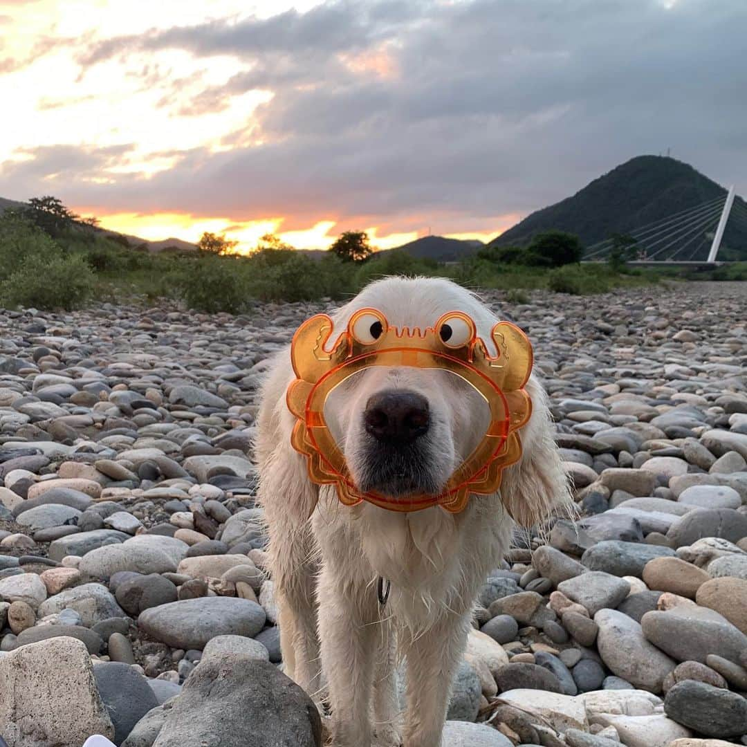 P太郎ママさんのインスタグラム写真 - (P太郎ママInstagram)「蟹🦀なのか？ 犬🐕なのか？ #蟹犬  ←まさかこんなタグがあるとは！ #本日のエモノ …こりゃ、いったい何かね？ なんの役に立つ？？？ 意外とジャストフィット。 まさか、ゴルデンのコスプレ用じゃーないよね？？？」8月23日 20時51分 - ptarodada