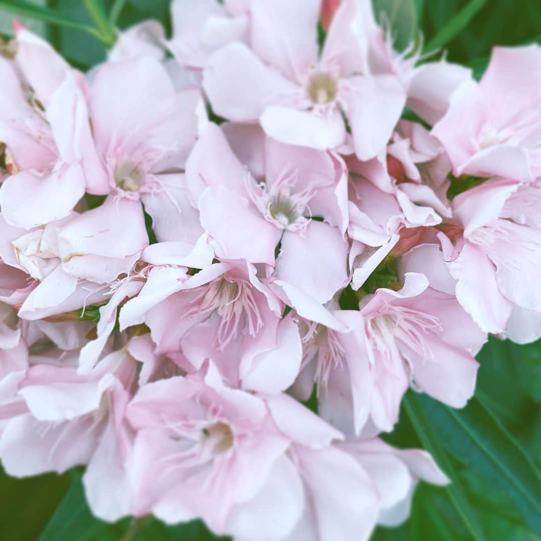中野敬久さんのインスタグラム写真 - (中野敬久Instagram)「#flowers #flowersoflife #blossom #hope #neighborhood #pink」8月24日 6時38分 - hirohisanakano