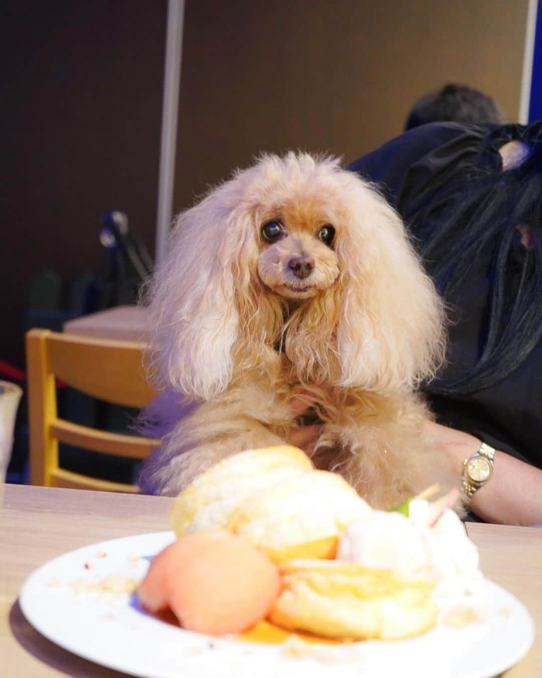 Toypoodle Mikuru?Asakusa Tokyoさんのインスタグラム写真 - (Toypoodle Mikuru?Asakusa TokyoInstagram)「20200822 Saturday.  みきゅるん東洋医学🏥の日でした。 今回で10回目です。 先月分は更新し忘れ😂 . ねねちゃん @ku3442  プリンちゃん @alprilove とご一緒です😊 今回は盛りだくさんな予定な上、事件まで起こり😰楽しい通院となりました😆 . ❶ お灸は気持ちいいんです動画。 ❷ プリンちゃんのバッグにシレッと入っていた😂 ❸ 愛犬ヴィレッジでlunch ❹ 大久保でみきゅるん食材買出し🌿 ❺ 集合写真だよ❗️ 新しいバッグ  @diamondbaby_pets  買ってもらってご機嫌みきゅるん😆 ❻ 湘南パンケーキ @shonanpancake_venusfort でお茶😄 ❼ 困り顔のみくる？ . #みくるの健康事情 #東洋医学 #スノウメープル獣医東洋医学クリニック #ヘルニア #副腎腫瘍」8月24日 7時49分 - purapura299