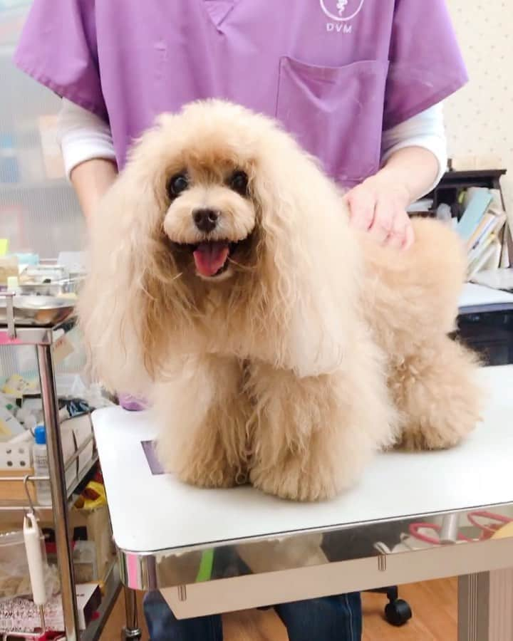 Toypoodle Mikuru?Asakusa Tokyoのインスタグラム